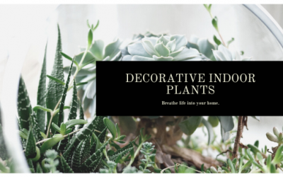 Decorative Indoor Plants