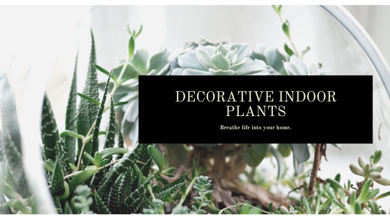 Decorative Indoor Plants